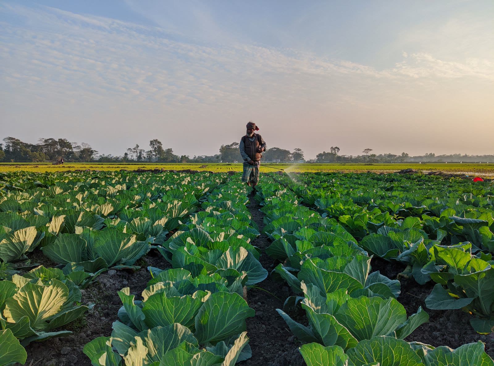 Agricultor en el campo al amanecer